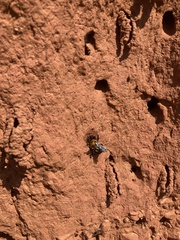 Anthophora abrupta