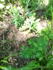 Euphorbia condylocarpa