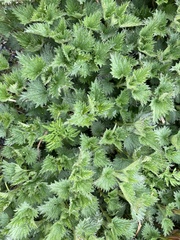 Urtica dioica