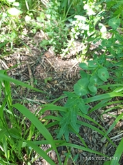 Euphorbia condylocarpa