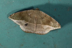 Oxydia peosinata