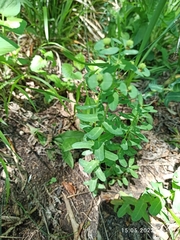 Euphorbia condylocarpa