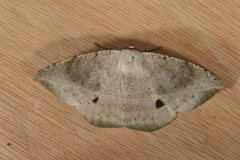 Oxydia peosinata