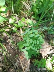 Euphorbia condylocarpa