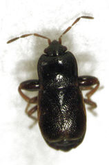 Plinthisus woodwardi