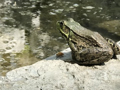 Lithobates clamitans