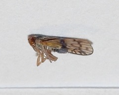Bothriocera maculata