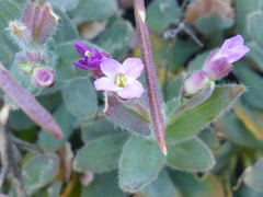 Boechera breweri