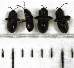 Plinthisus woodwardi