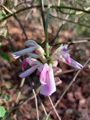 Canavalia septentrionalis