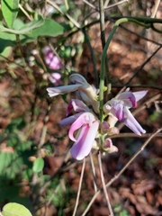 Canavalia septentrionalis