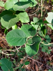 Canavalia septentrionalis