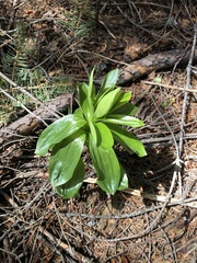 Lilium washingtonianum