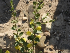 Andrachne telephioides