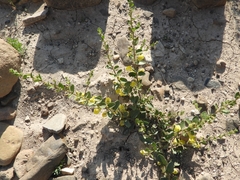 Andrachne telephioides