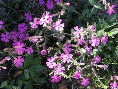 Silene acutifolia