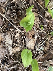 Maianthemum bifolium