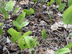 Maianthemum bifolium