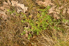 Potentilla neglecta