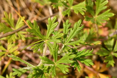 Potentilla neglecta