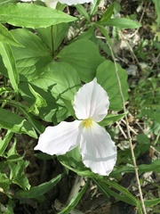 Trillium grandiflorum