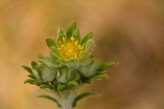Potentilla neglecta
