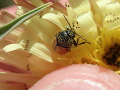 Cryptocephalus rugicollis