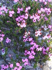 Erica umbellata