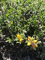 Genista tridentata
