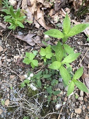 Stellaria corei