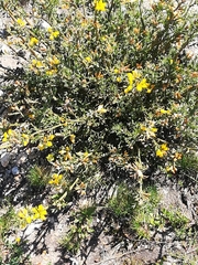 Genista tridentata