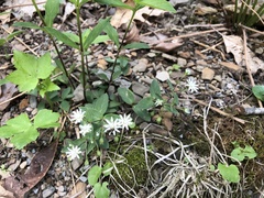 Stellaria corei