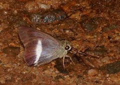 Hasora taminatus