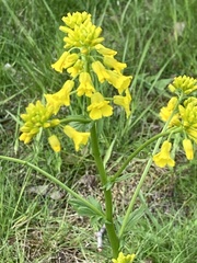 Barbarea vulgaris