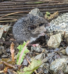 Peromyscus keeni