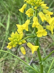 Barbarea vulgaris