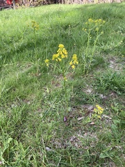 Barbarea vulgaris