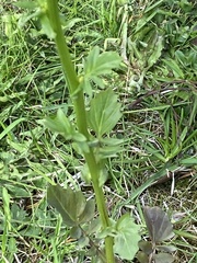 Barbarea vulgaris