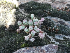 Sedum brevifolium
