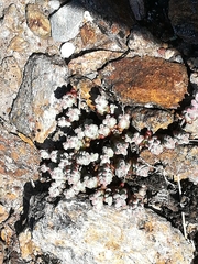 Sedum brevifolium