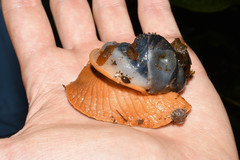 Megalobulimus popelairianus