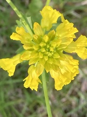 Barbarea vulgaris