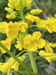 Barbarea vulgaris