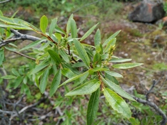 Salix boganidensis