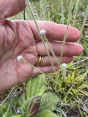 Lachnocaulon