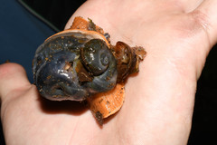 Megalobulimus popelairianus
