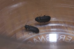 Hadrobregmus pertinax