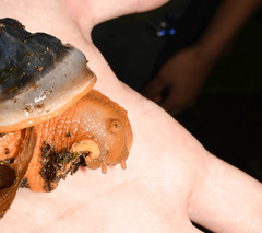 Megalobulimus popelairianus