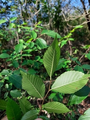 Ulmus serotina