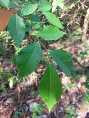 Ulmus serotina